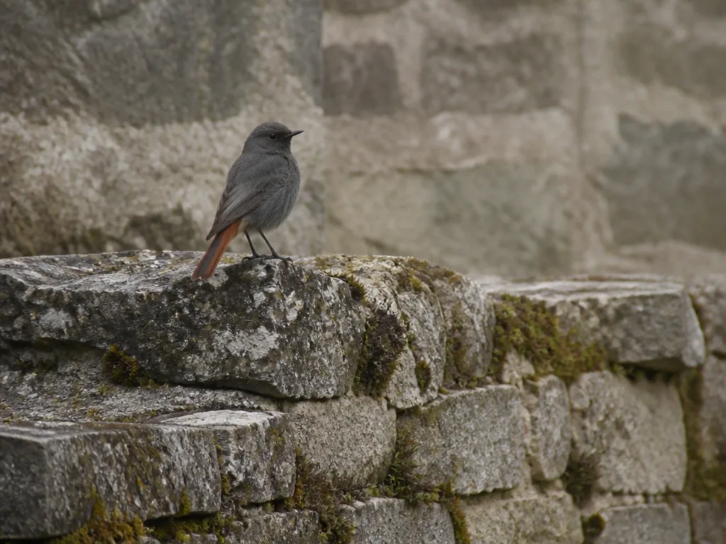 A small dark grey bird with a rust-red tail perched on an old stone wall, mossy cracks, soft overcast light, muted earth